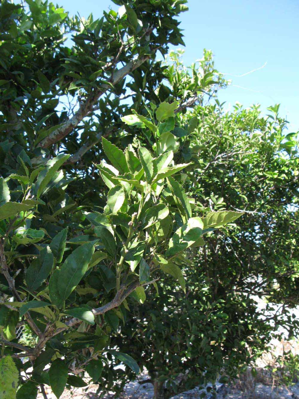              Sun leaves (Winter Haven, FL)       